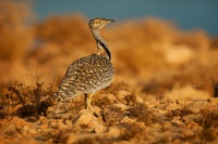 Drop hrivnaty - Chlamydotis undulata - Houbara Bustard o2937